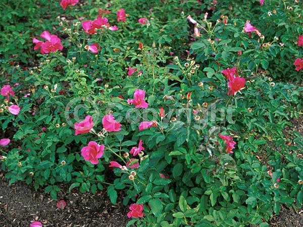 Pink blooms; Deciduous; Broadleaf