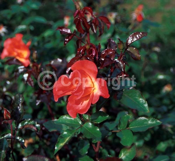 Orange blooms; Deciduous; Broadleaf