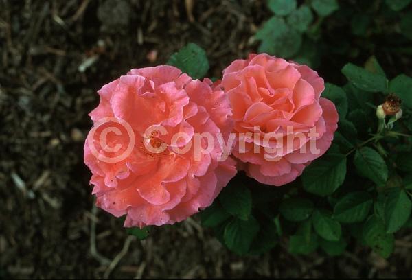 Pink blooms; Salmon blooms; Deciduous; Broadleaf
