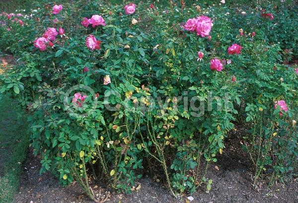 Pink blooms; Deciduous; Broadleaf