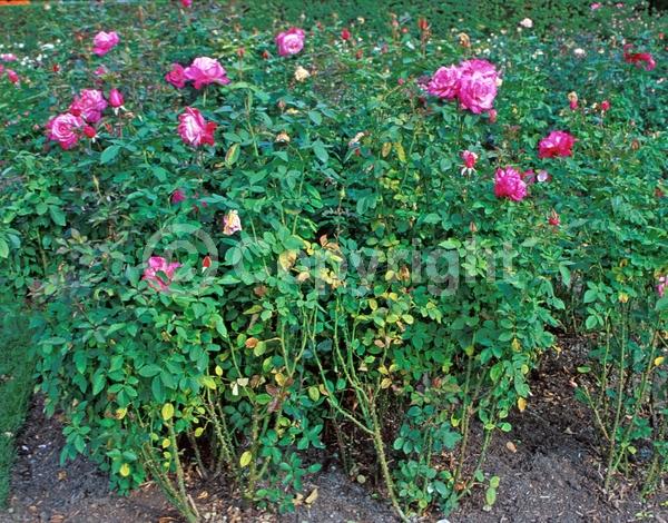 Pink blooms; Deciduous; Broadleaf