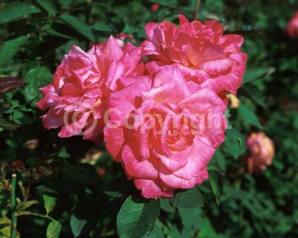 Pink blooms; Deciduous; Broadleaf