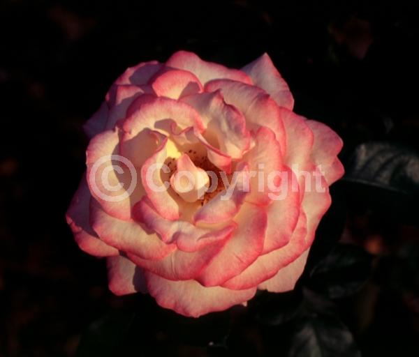 Pink blooms; Deciduous; Broadleaf