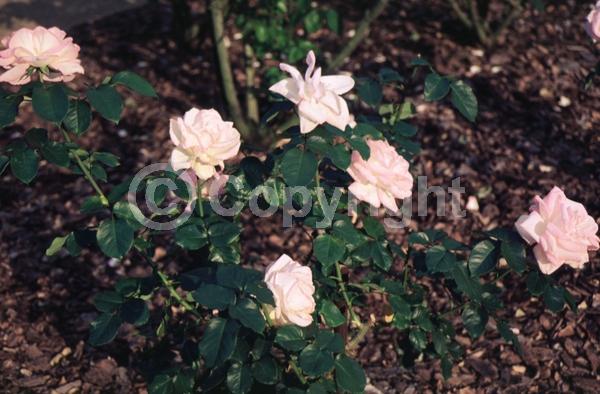 Pink blooms; Deciduous; Broadleaf