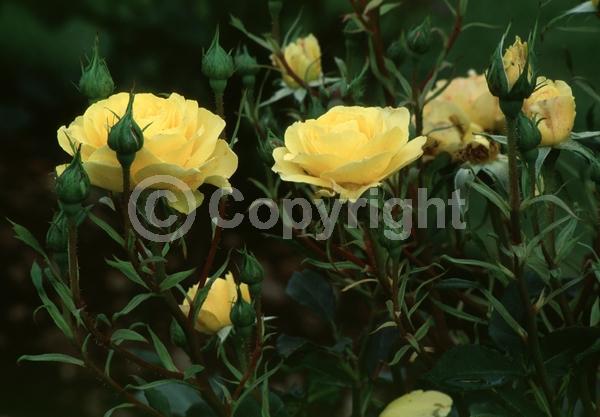 Yellow blooms; Deciduous; Broadleaf