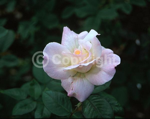 Pink blooms; Deciduous; Broadleaf