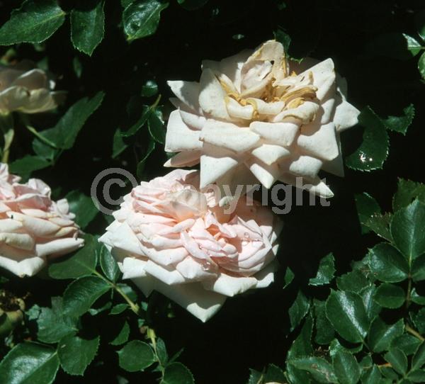 Pink blooms; Deciduous; Broadleaf