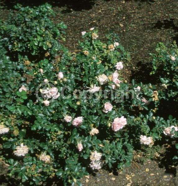 Pink blooms; Deciduous; Broadleaf