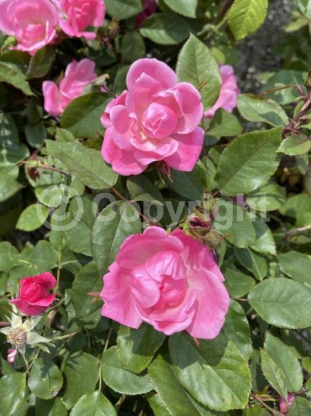Pink blooms; Deciduous