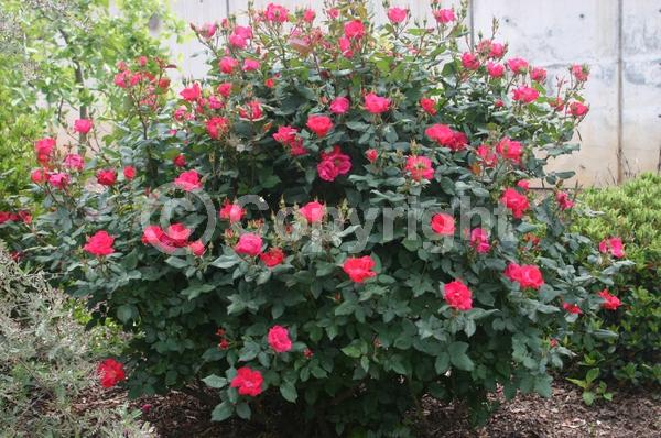 Red blooms; Deciduous; Broadleaf
