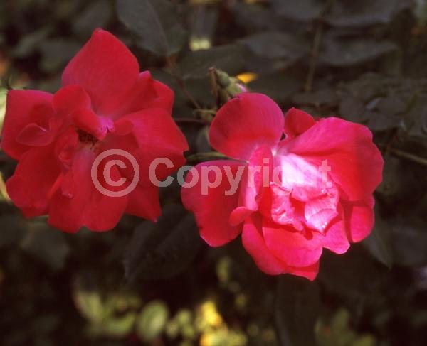 Red blooms; Deciduous; Broadleaf