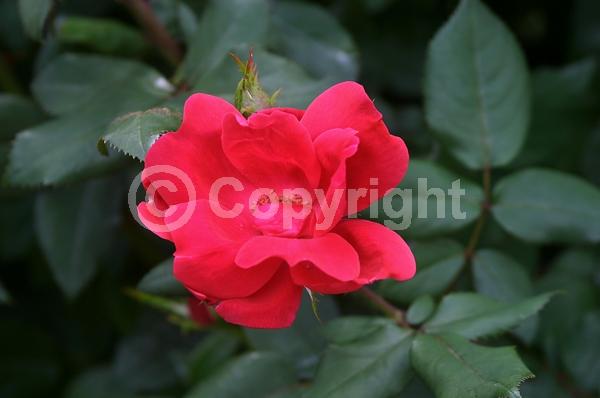 Red blooms; Deciduous; Broadleaf