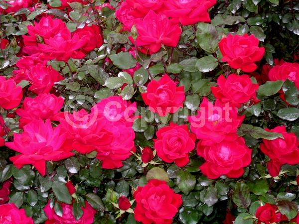 Red blooms; Deciduous; Broadleaf