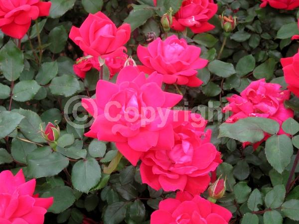 Red blooms; Deciduous; Broadleaf