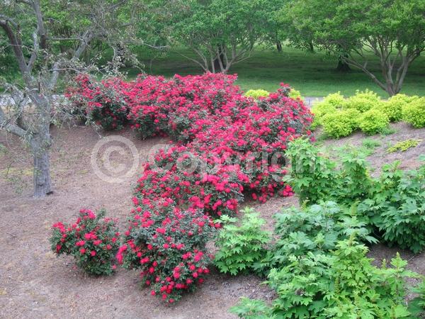 Red blooms; Deciduous; Broadleaf