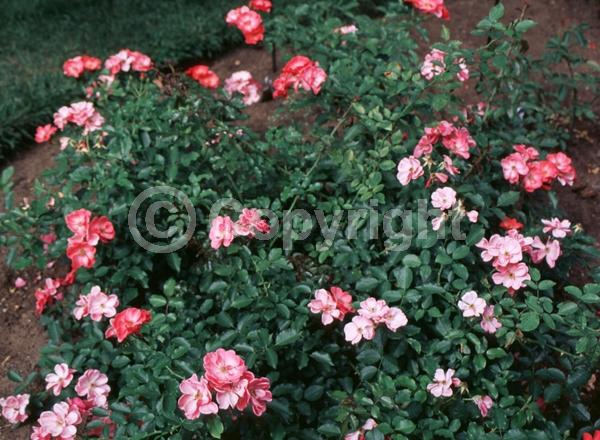 Pink blooms; Deciduous; Broadleaf