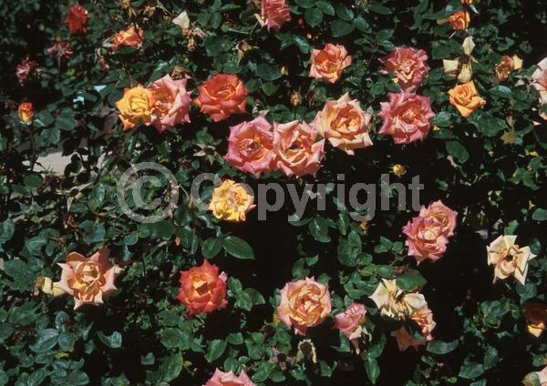 Orange blooms; Yellow blooms; Pink blooms; Deciduous; Broadleaf