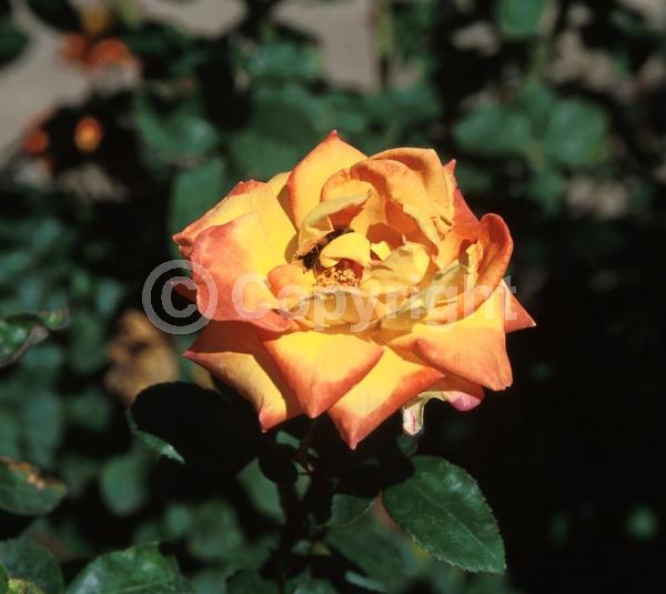 Orange blooms; Yellow blooms; Pink blooms; Deciduous; Broadleaf