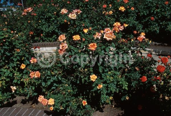 Orange blooms; Yellow blooms; Pink blooms; Deciduous; Broadleaf