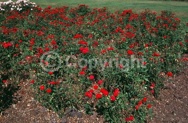 Red blooms; Deciduous; Broadleaf