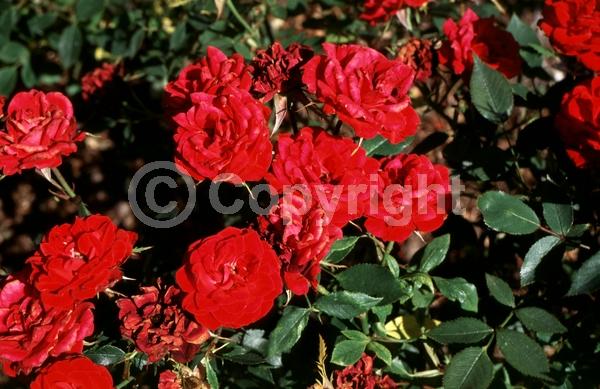 Red blooms; Deciduous; Broadleaf