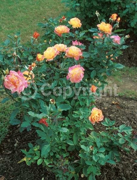 Orange blooms; Pink blooms; Deciduous; Broadleaf