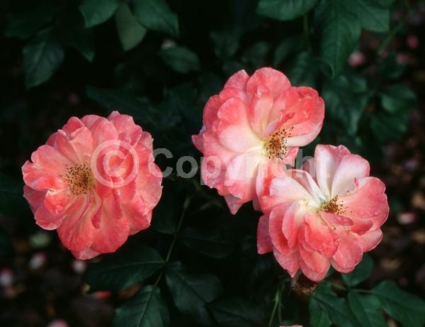 Pink blooms; Deciduous; Broadleaf