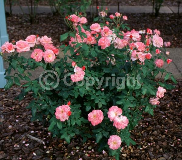 Pink blooms; Deciduous; Broadleaf
