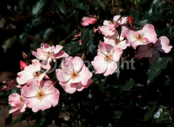 Pink blooms; Deciduous; Broadleaf