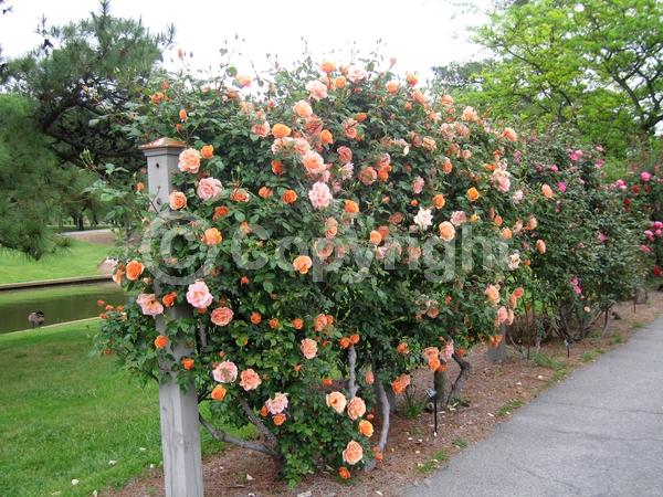 Orange blooms; Deciduous