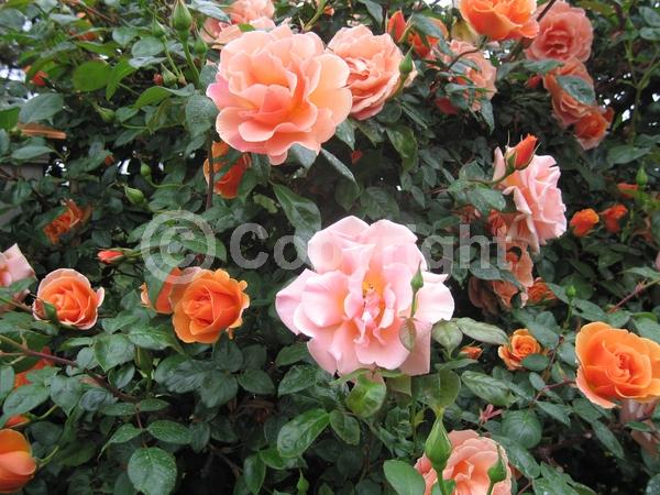 Orange blooms; Deciduous