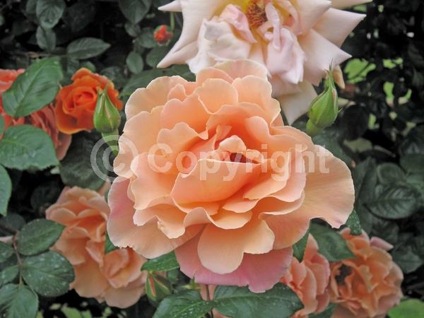 Orange blooms; Deciduous