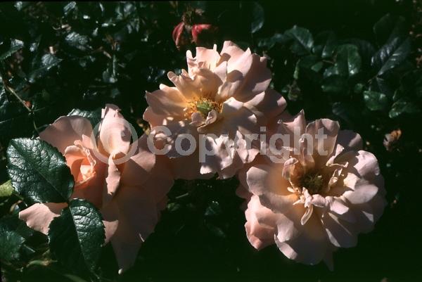Pink blooms; Deciduous; Broadleaf