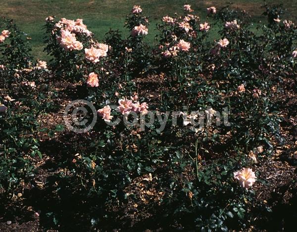 Pink blooms; Deciduous; Broadleaf