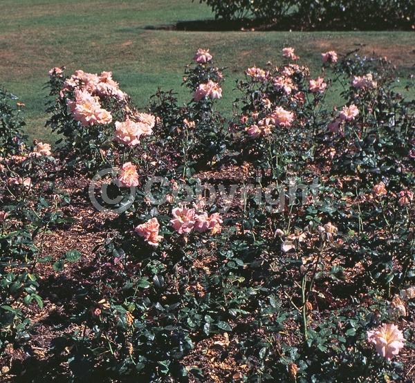 Pink blooms; Deciduous; Broadleaf