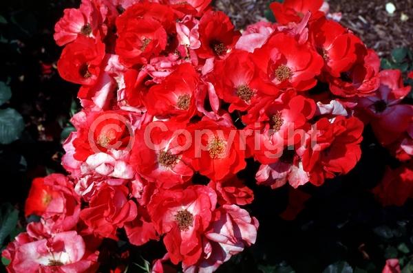 Red blooms; Deciduous; Broadleaf
