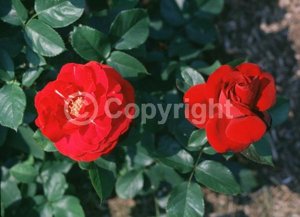 Red blooms; Deciduous; Broadleaf