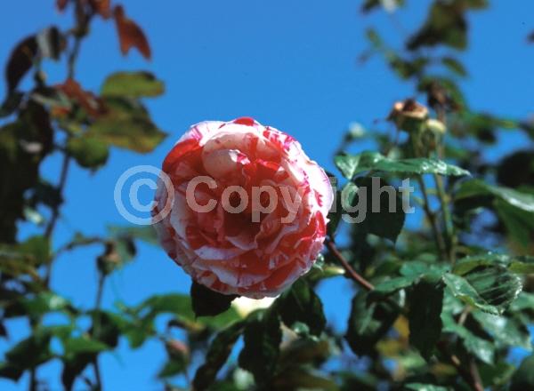 Pink blooms; Deciduous; Broadleaf