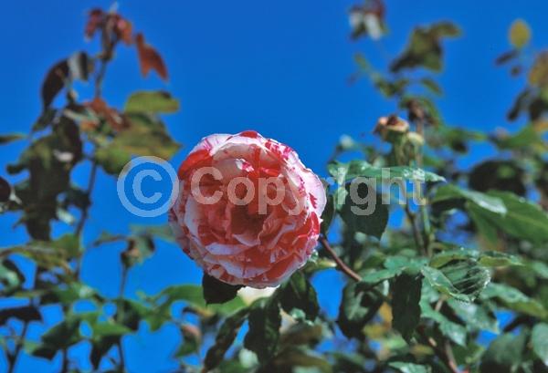 Pink blooms; Deciduous; Broadleaf