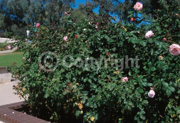 Pink blooms; Deciduous; Broadleaf