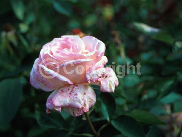 Pink blooms; Deciduous; Broadleaf