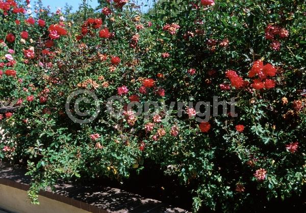 Red blooms; Deciduous; Broadleaf