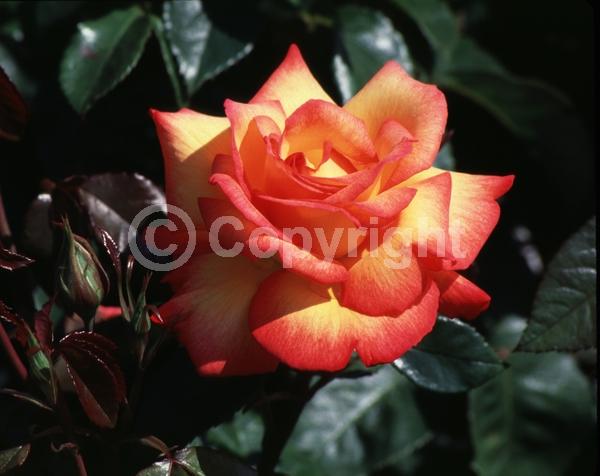 Orange blooms; Yellow blooms; Deciduous; Broadleaf