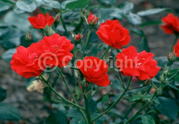 Red blooms; Deciduous; Broadleaf