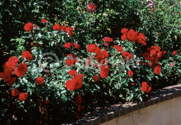 Red blooms; Deciduous; Broadleaf