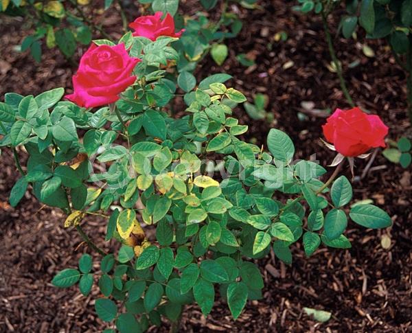 Pink blooms; Deciduous; Broadleaf