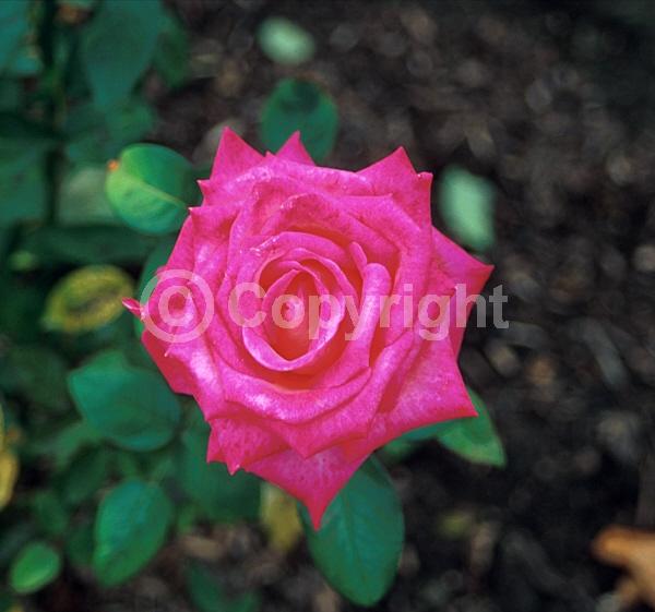 Pink blooms; Deciduous; Broadleaf