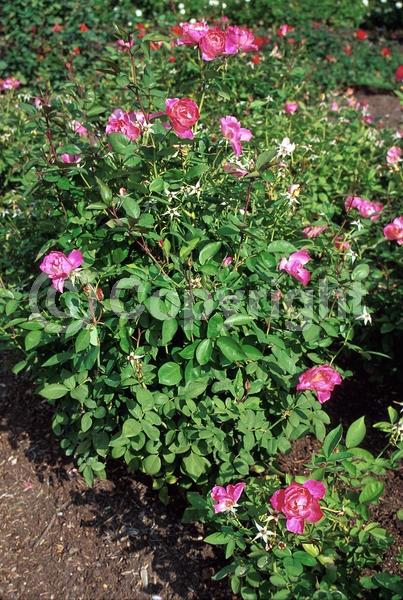 Pink blooms; Lavender blooms; Deciduous; Broadleaf