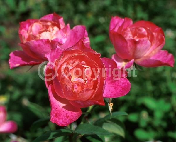 Pink blooms; Lavender blooms; Deciduous; Broadleaf