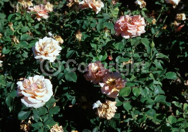 Orange blooms; Yellow blooms; Deciduous; Broadleaf